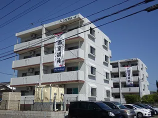 MADRE関谷 光の画像