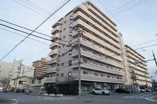 コートシャンベルの画像