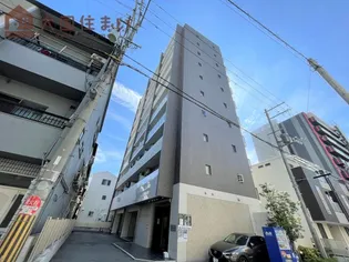 パラゴン松の画像