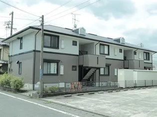 サイネリアの画像