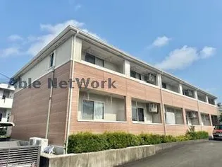 スイートアリッサムの画像