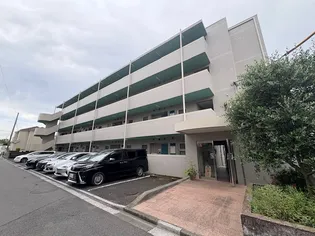 ゴールドクレストの画像