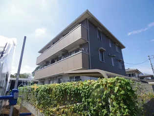 シェーン アネーロの画像