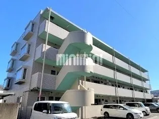 ゴールドクレストの画像