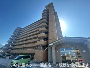 マルイカトレアの画像