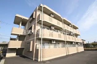 Y&Mデイジーの画像