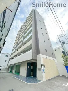 パラゴン松の画像