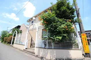 ハイムタビラコの画像