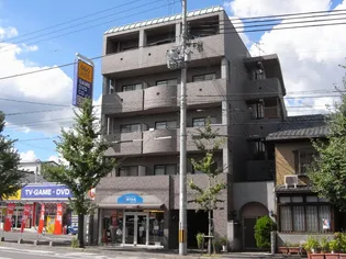 ゴールドクレストの画像