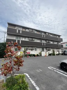 トリフォリウムの画像