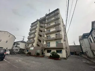 コートアオイの画像