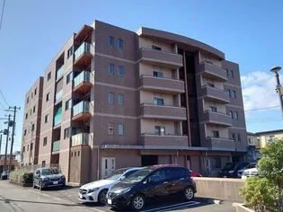 サウストロントカリメラの画像