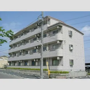 YOUNG LEAVESの画像