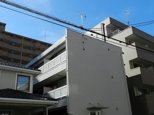 さくら草の画像