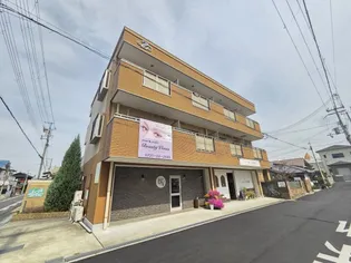 マヒナイズミの画像