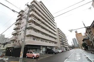 コートシャンベルの画像