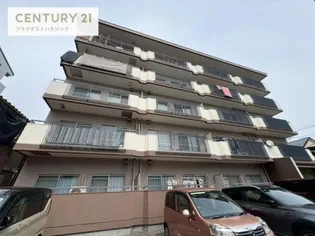 ホワイトシャンボールの画像