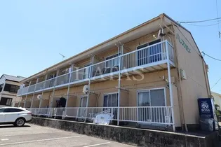 パレスカモメの画像