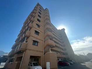 マルイマーガレットの画像