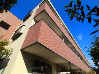 サンホワイトカメリアの画像