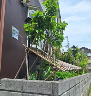 アザレアの画像