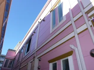 グレースサイネリアの画像