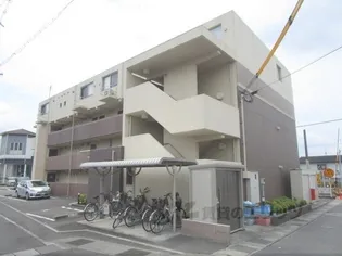 シーダーエースの画像