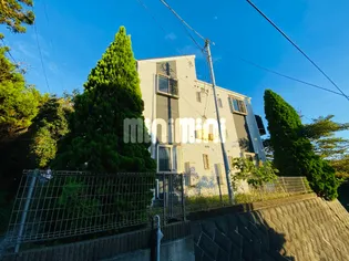 ステラマリスの画像