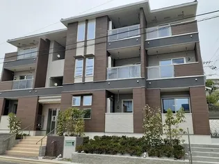 サイネリアの画像