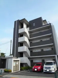 パインニードルの画像