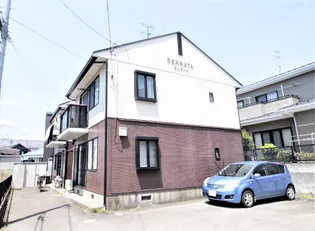 セルラータの画像