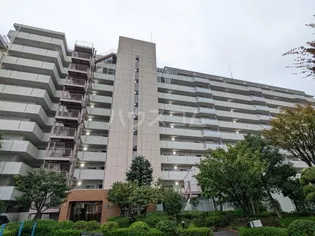 コスモ蕨の画像