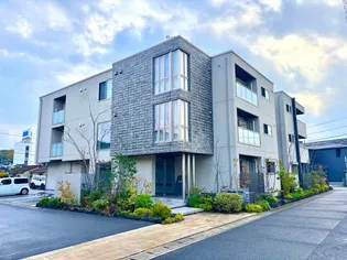 マグノリア カリーノの画像