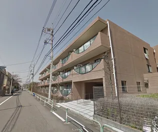 コーナスフロリダの画像