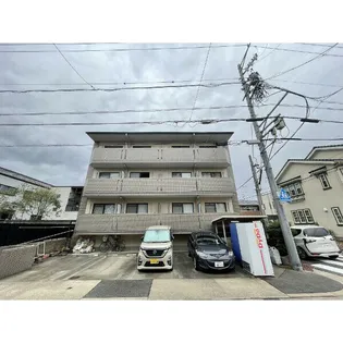 サンシャイン白菊の画像