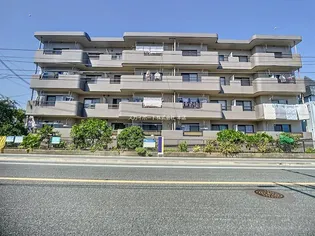 プリムローズの画像