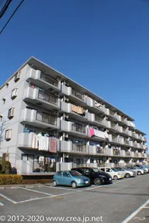 ゴールドクレストの画像