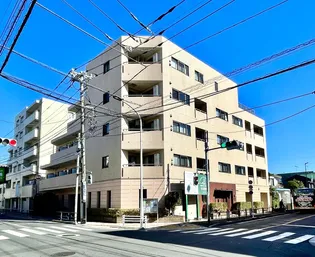 オリーブの画像