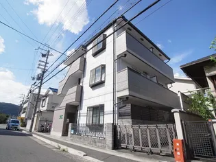 シーガルの画像