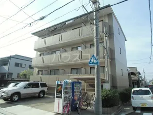 サンシャイン白菊の画像