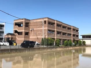 ブラウンシティーの画像
