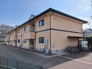 セトルエミの画像