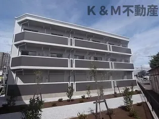 M'S柏の葉の画像