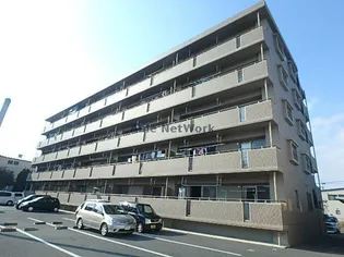 コーポラスフラワーの画像