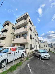 ハイツキクの画像