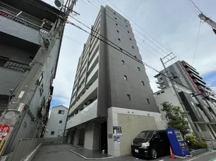 パラゴン松の画像