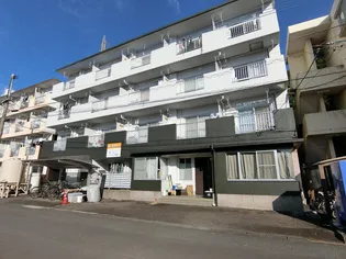 スプルースの画像