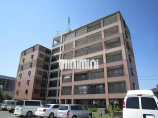 マウンティン藤の画像