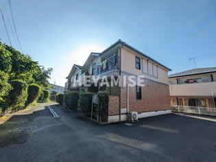 オリーブAの画像