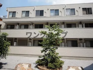 COURT PINETAILの画像